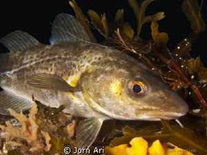 Atlantic cod, (Gadus morhua)
Photo taken in the cold wat... by Jorn Ari 